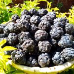 Association LON GOIN